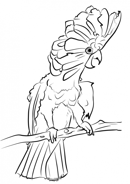 Umbrella Cockatoo coloring page image