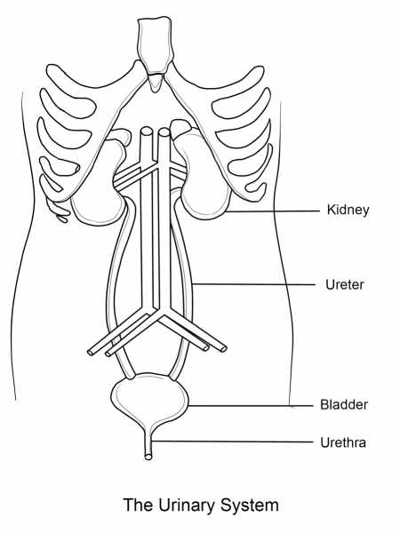 Urinary System coloring page image