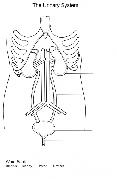 Urinary System Worksheet coloring page image