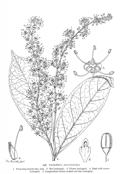 Urobotrya Angustifolia coloring page image