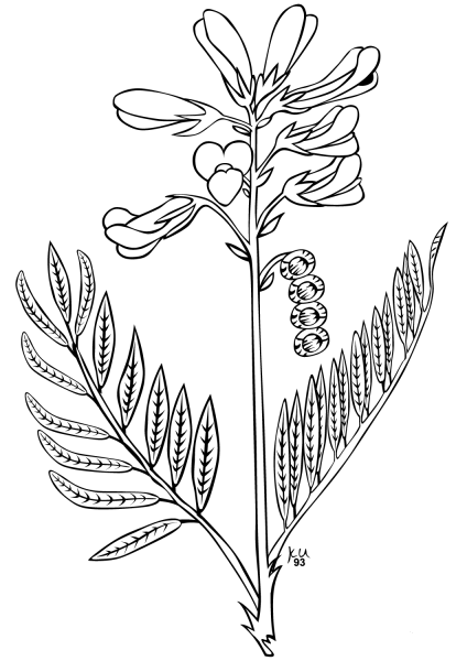 Utah Sweetvetch coloring page image
