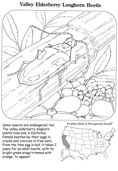 Valley Elderberry Longhorn Beetle coloring page image