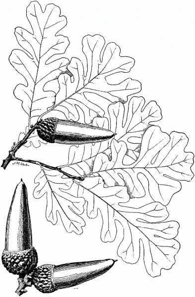 Valley Oak coloring page image