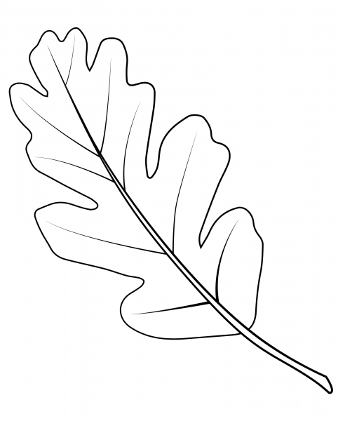 Valley Oak Leaf coloring page image