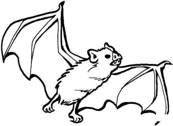 Vampire Bat coloring page image