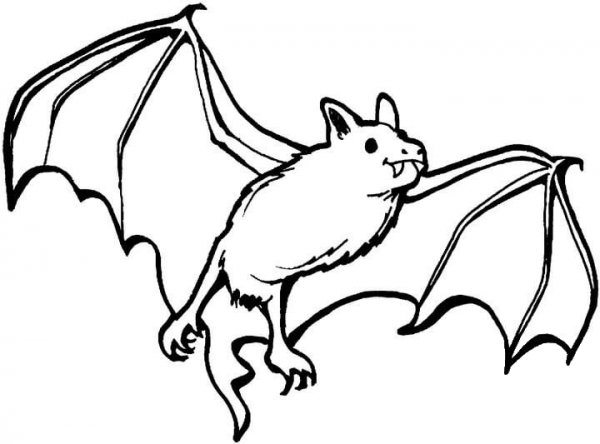 Vampire bat coloring page image