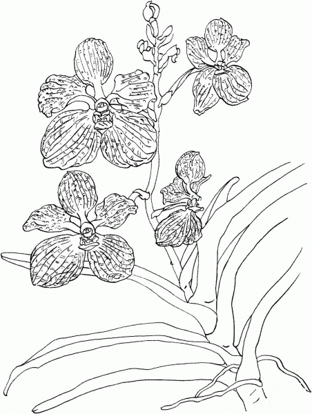 Vanda Coerulea or Blue Vanda Orchid coloring page image