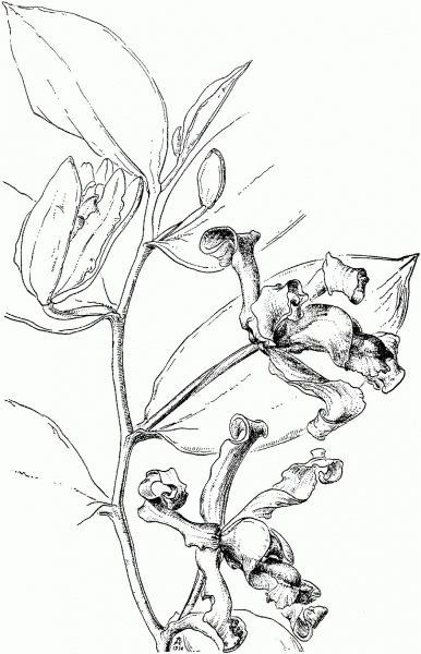Vanilla Pfaviana Orchid coloring page image