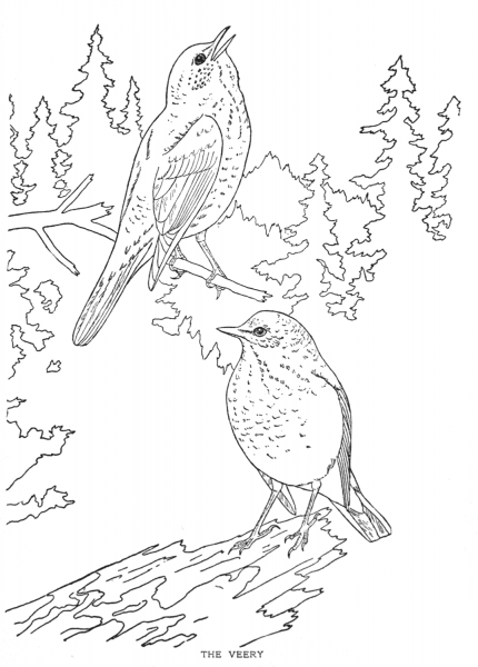 Veery coloring page image