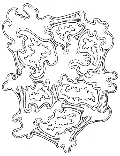 Vegepedia Abstract Pattern coloring page image