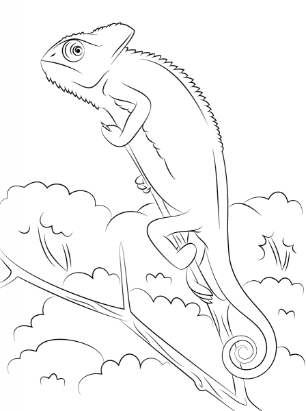 Veiled Chameleon coloring page image