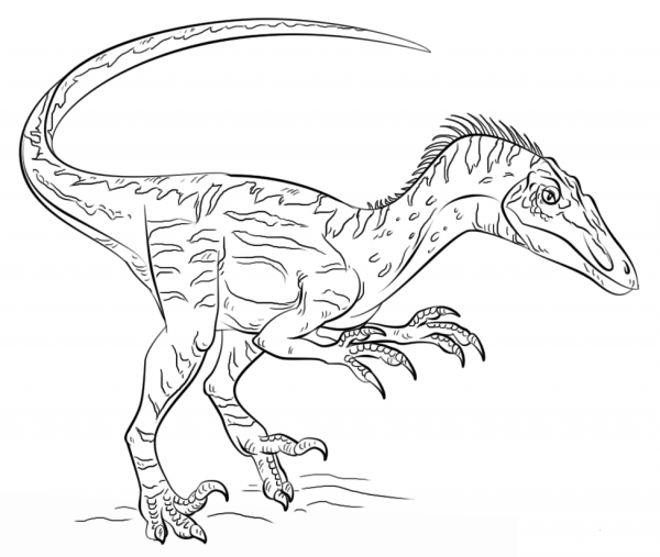 Velociraptor coloring page image