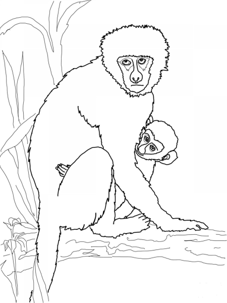 Vervet Monkey with Its Baby coloring page image