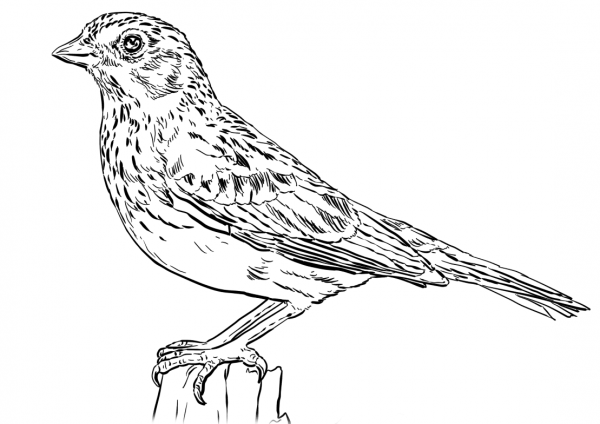 Vesper Sparrow coloring page image