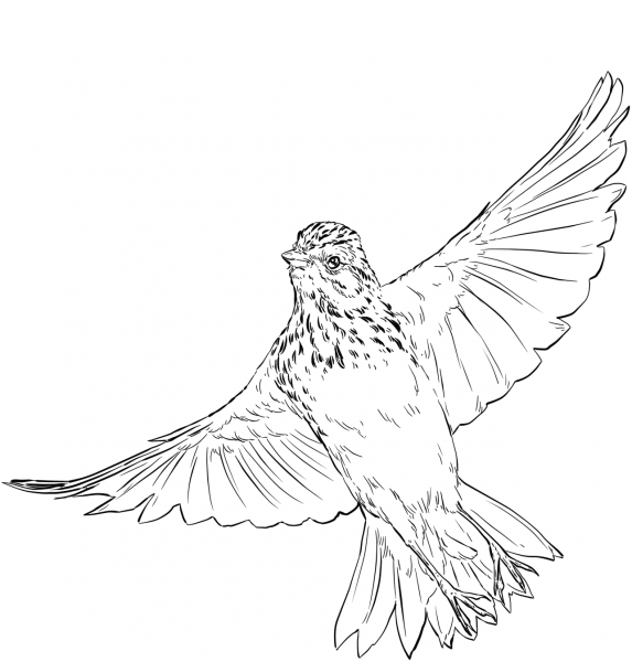 Vesper Sparrow in Flight coloring page image