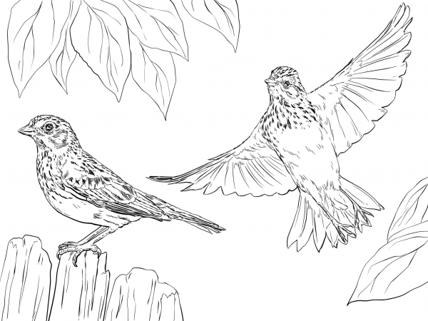 Vesper Sparrows coloring page image