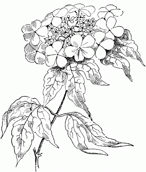 Viburnum Opulus or Guelder Rose coloring page image