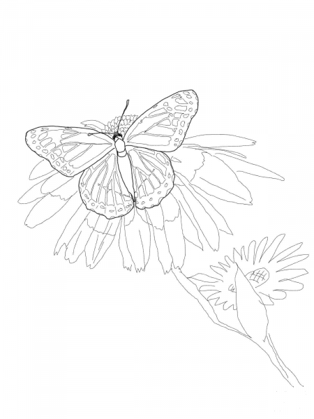 Viceroy Butterfly coloring page image