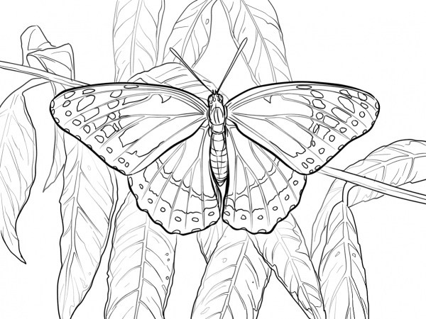 Viceroy coloring page image