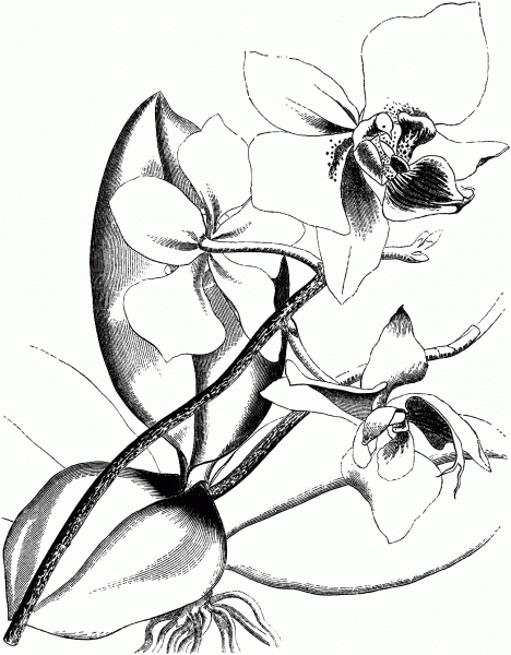 Victorian Orchid coloring page image