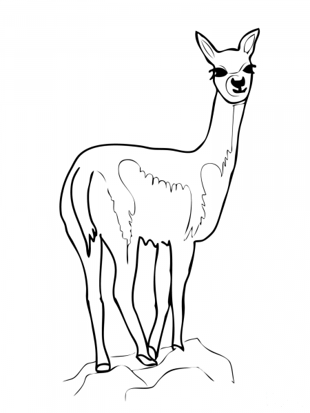 VicuÃ±a (Vicugna) coloring page image