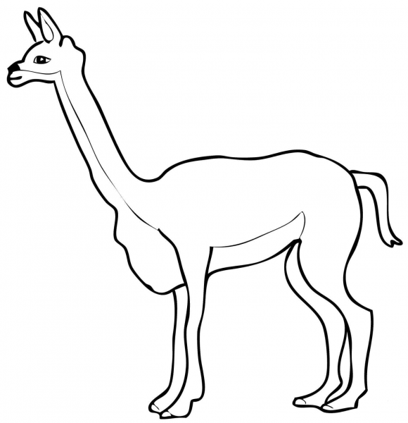 Vicuna coloring page image