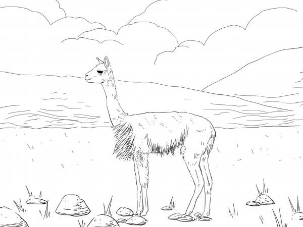 Vicunas South American Camel coloring page image