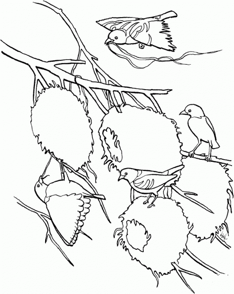 Village Weaver Bird coloring page image