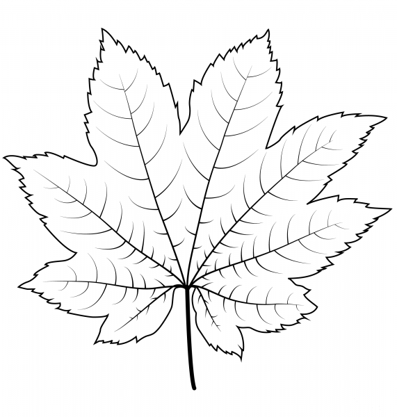 Vine Maple Leaf coloring page image