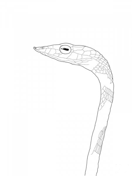 Vine Snake coloring page image