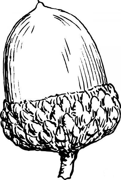 Vintage Acorn coloring page image