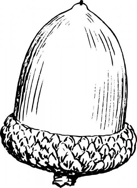 Vintage Acorn coloring page image