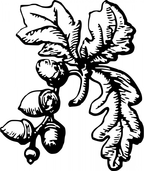 Vintage Acorns coloring page image