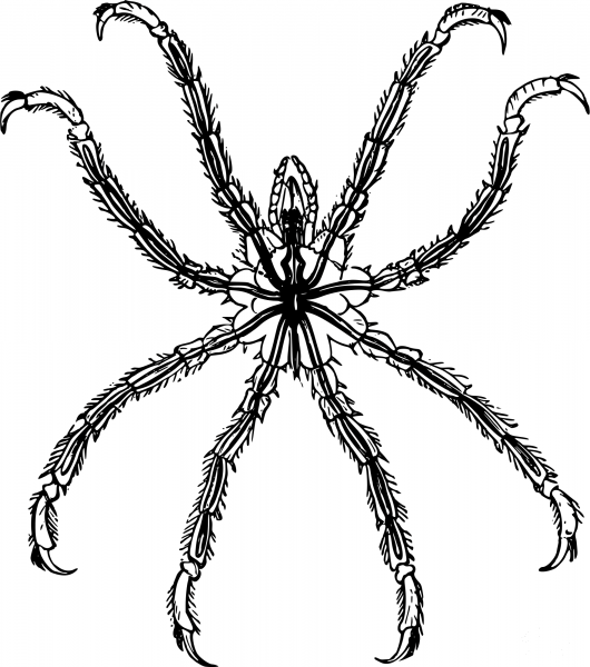 Vintage Ammothea Pycnogonida coloring page image