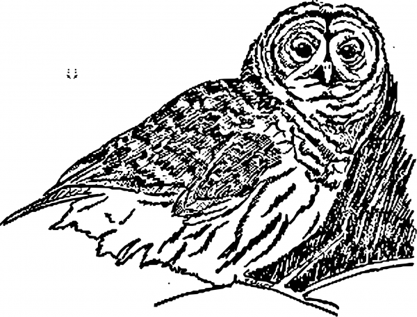 Vintage An Owl coloring page image