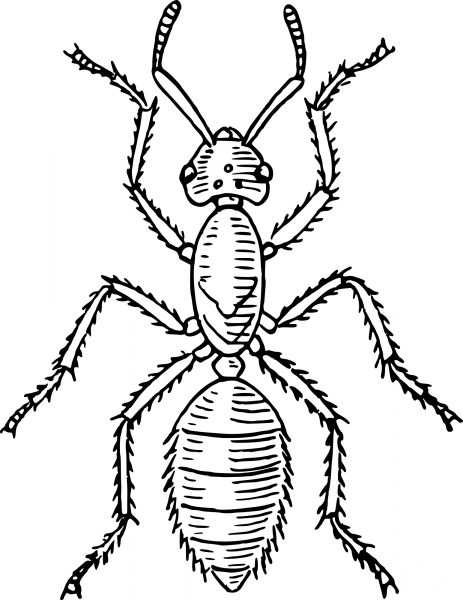 Vintage Ant coloring page image