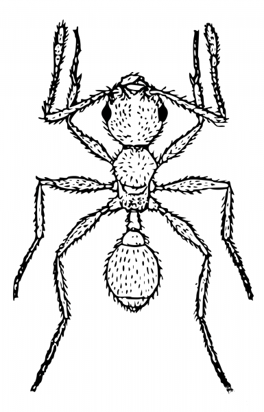 Vintage Ant Outline coloring page image
