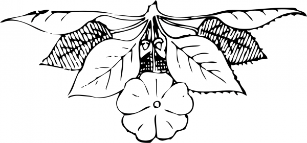 Vintage Art Nouveau Ornament coloring page image