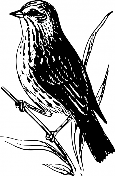 Vintage Baird Sparrow coloring page image