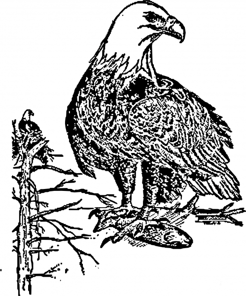 Vintage Bald Eagle coloring page image