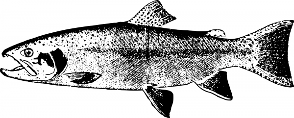 Vintage Beautiful Fish coloring page image