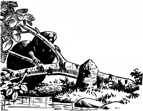 Vintage Beaver with Branch coloring page image