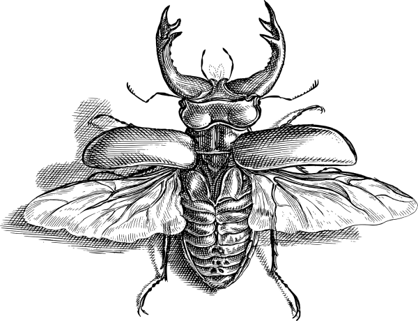 Vintage Beetle Spreading Wings coloring page image