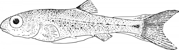 Vintage Big Eyed Fish coloring page image