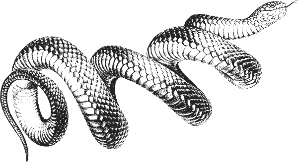 Vintage Black Snake coloring page image