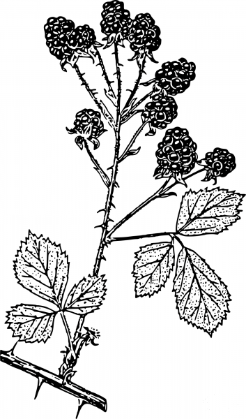 Vintage Blackberries coloring page image
