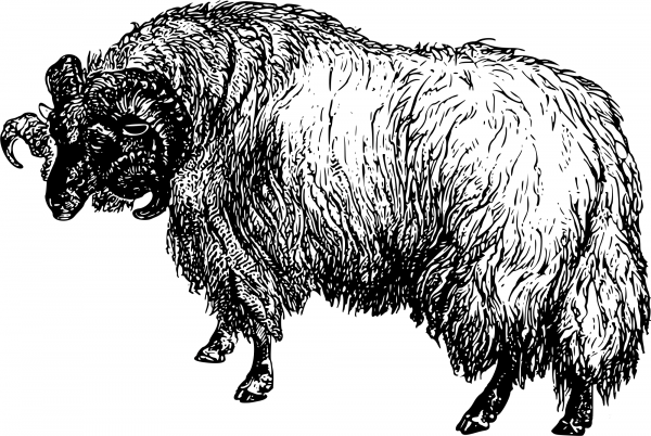 Vintage Blackfaced Sheep coloring page image