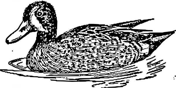 Vintage Blue Winged Teal coloring page image