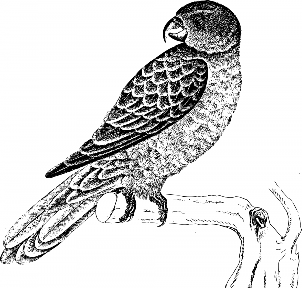 Vintage Bluebacked Parrot Black coloring page image