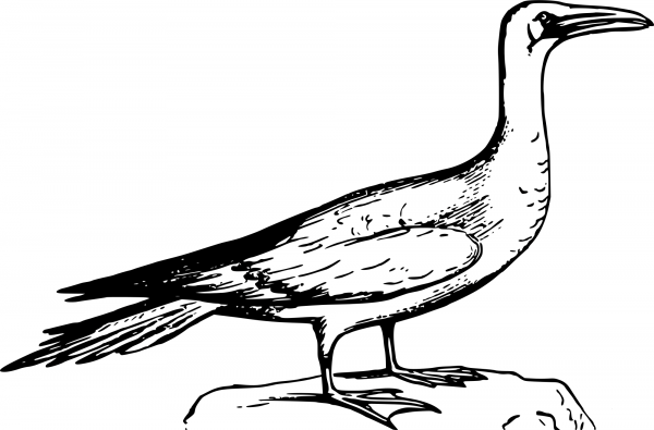 Vintage Booby coloring page image
